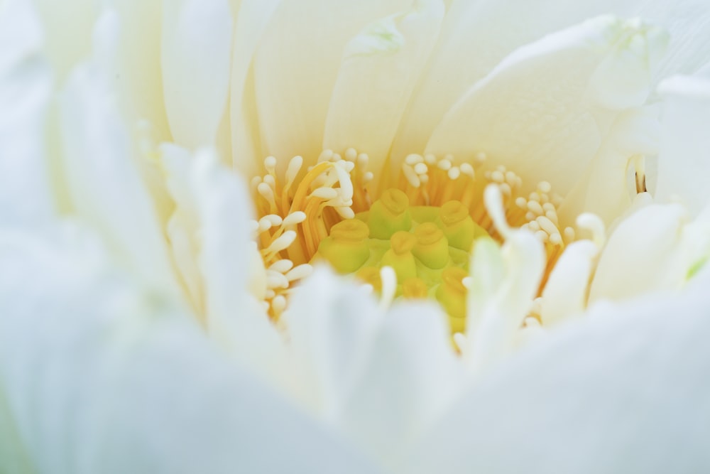 close-up photography of flower