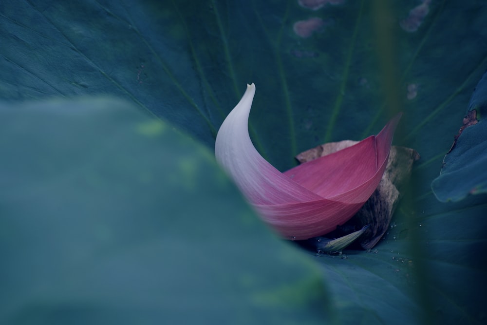 pink flower petal on leaf