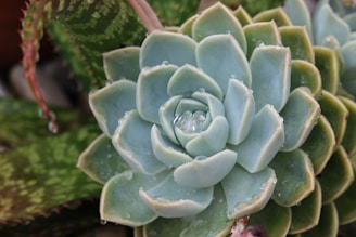 A close-up of a succulent plant with thick, green, water-retaining leaves covered in water droplets. The leaves are arranged in a rosette pattern and are a soft, bluish-green color, with some hints of yellow and pink around the edges. The background features additional green foliage, including spiky leaves from another plant.