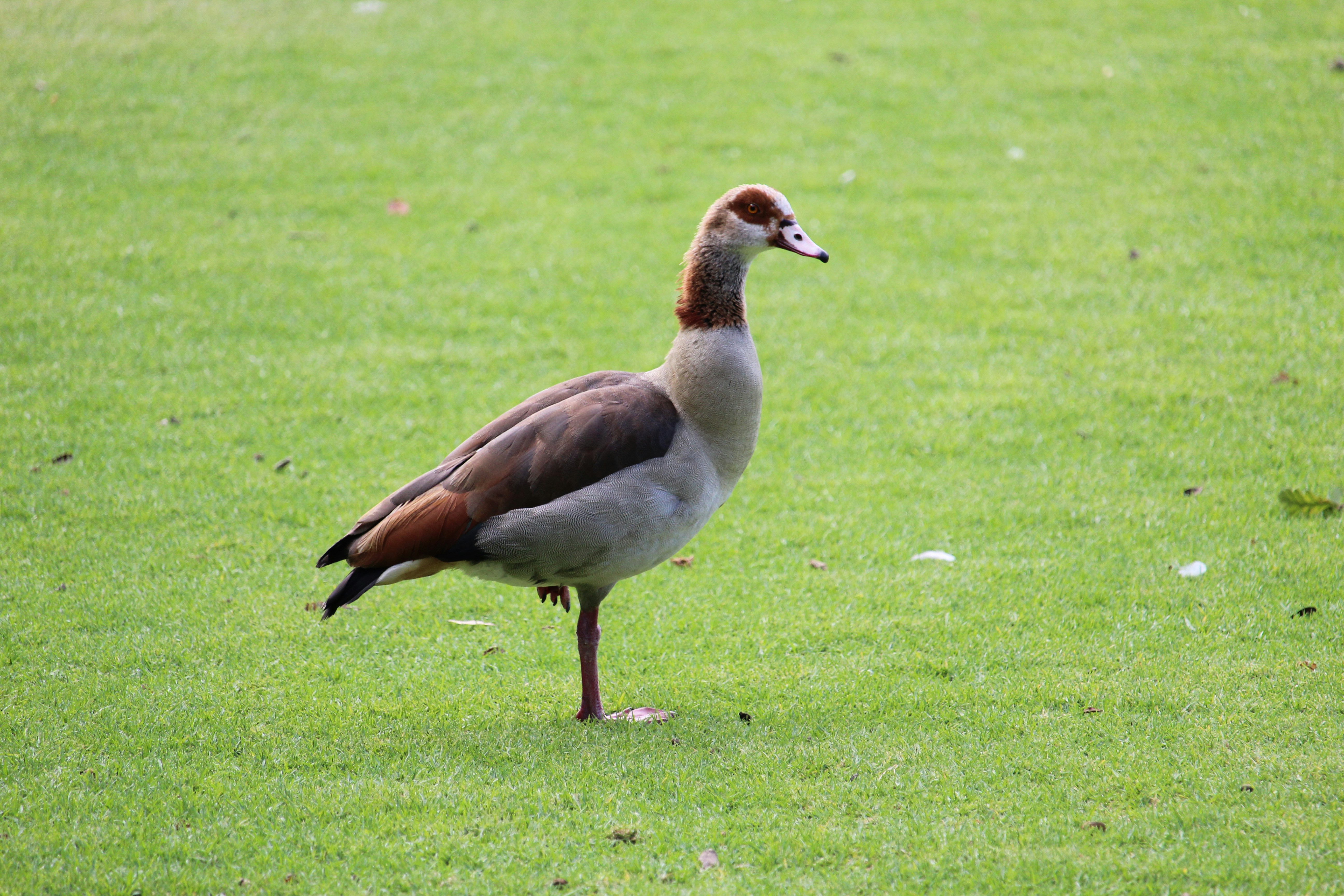 goose image