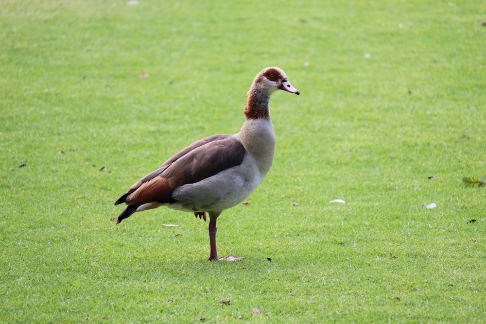 brown duck