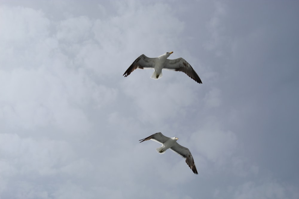 selective focus photography of two birds flying on air during daytime