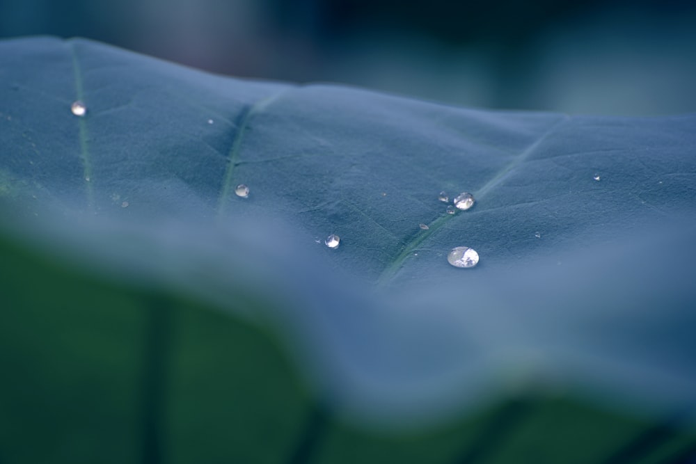 close-up photography of green leaf