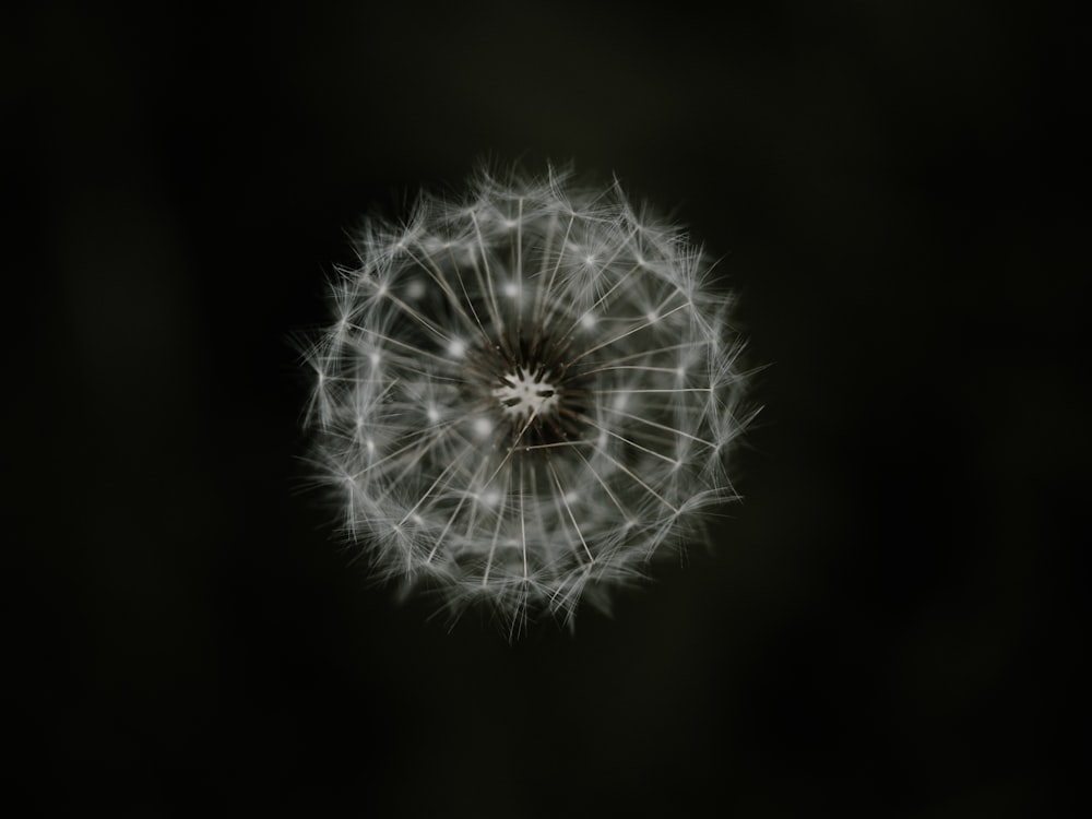 dandelion flower