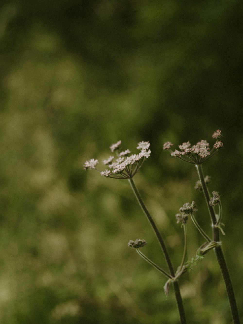 white wild flowers blooming