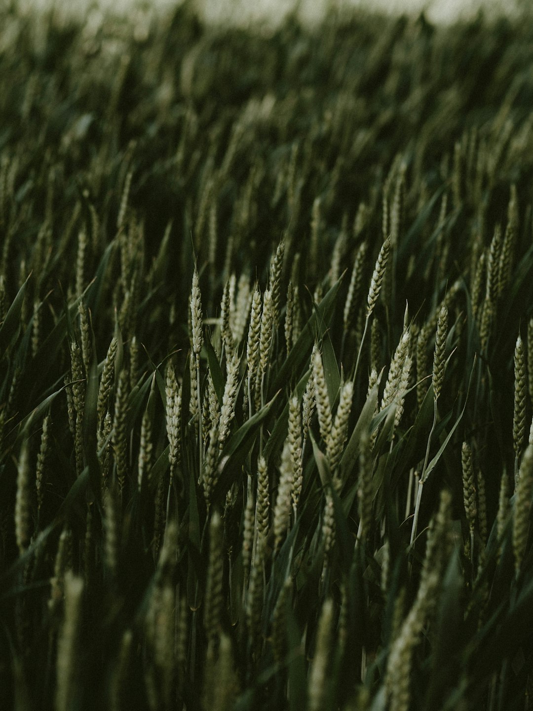 close-up photography of grass