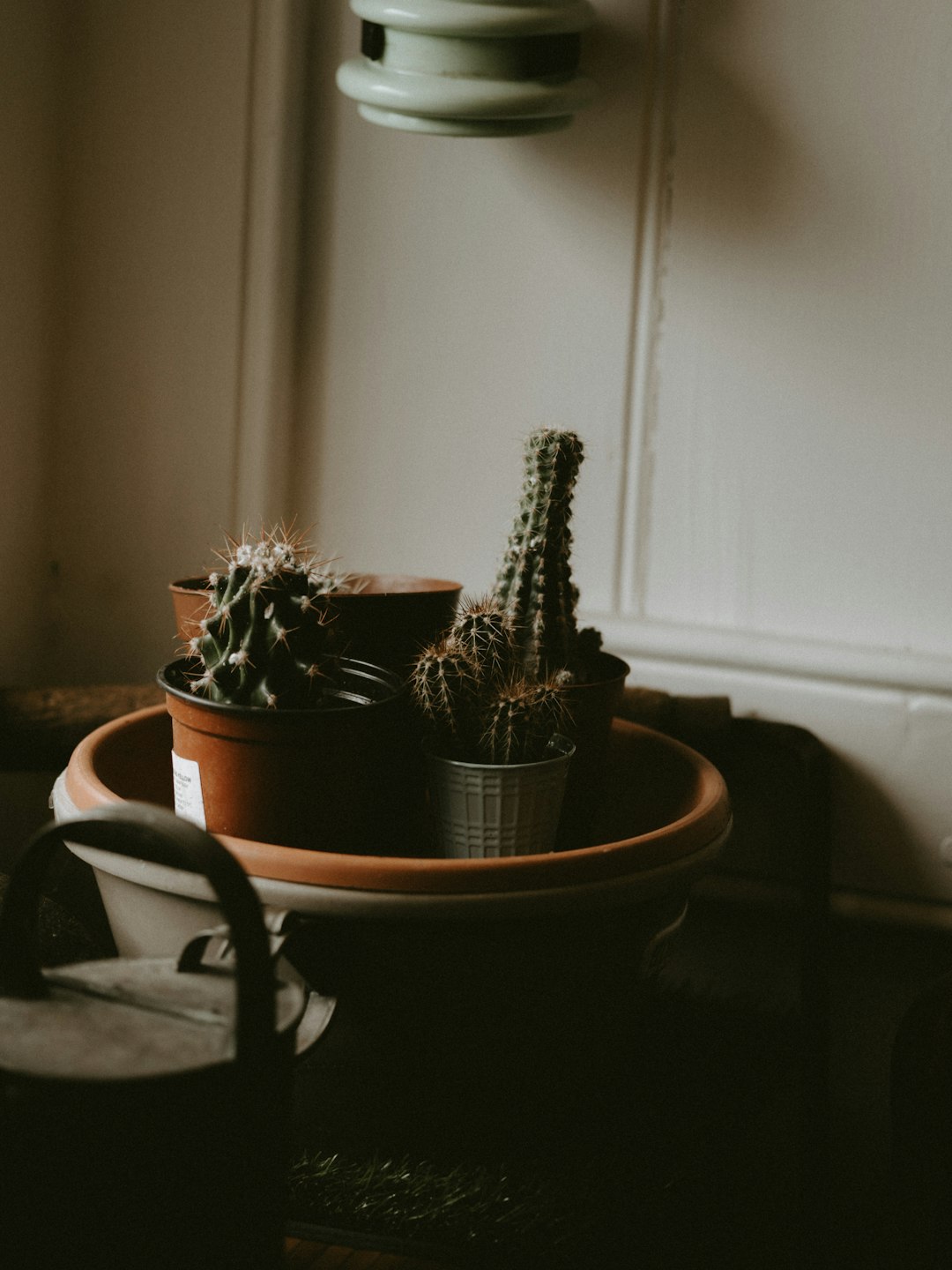 green cacti in pots