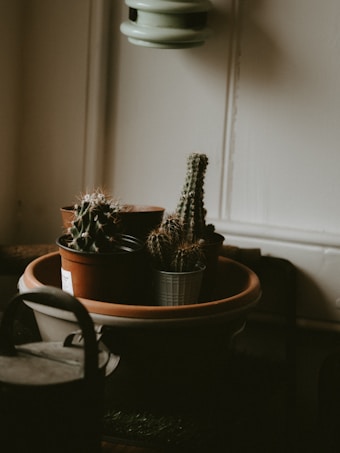 A group of small potted cacti arranged in a larger brown terracotta dish. The setting is indoors, with soft, natural light coming in from the side, casting gentle shadows. The overall atmosphere is cozy and rustic, with neutral tones enhancing the natural feel. A watering can is partially visible in the foreground, hinting at a gardening or plant care theme.