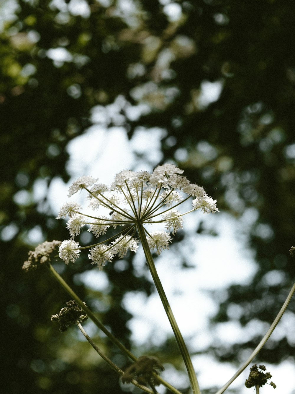 white-petaled flower