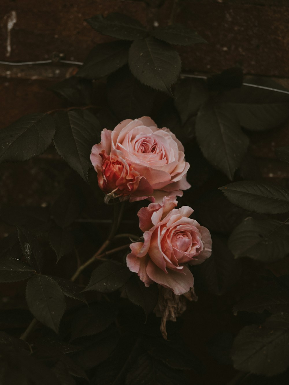 two pink petaled flowers