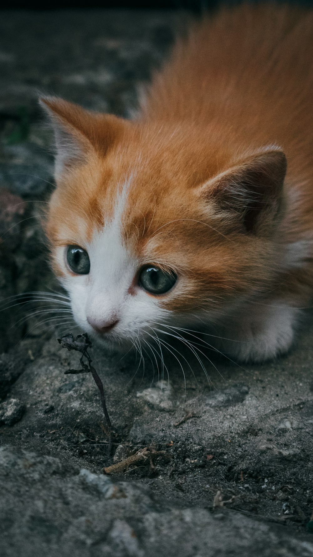 close-up photography of orange tabby kitten