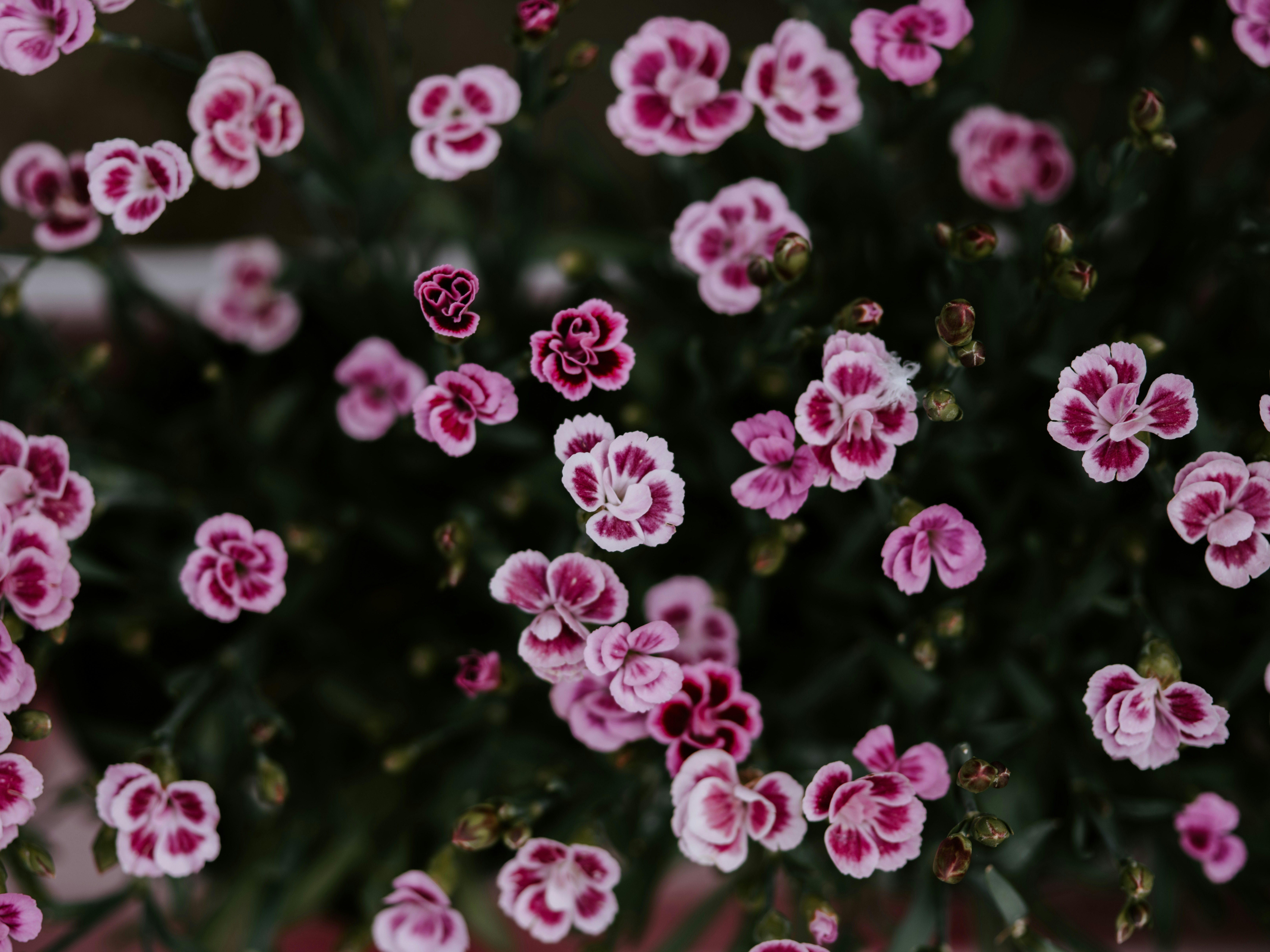 Photo by anniespratt