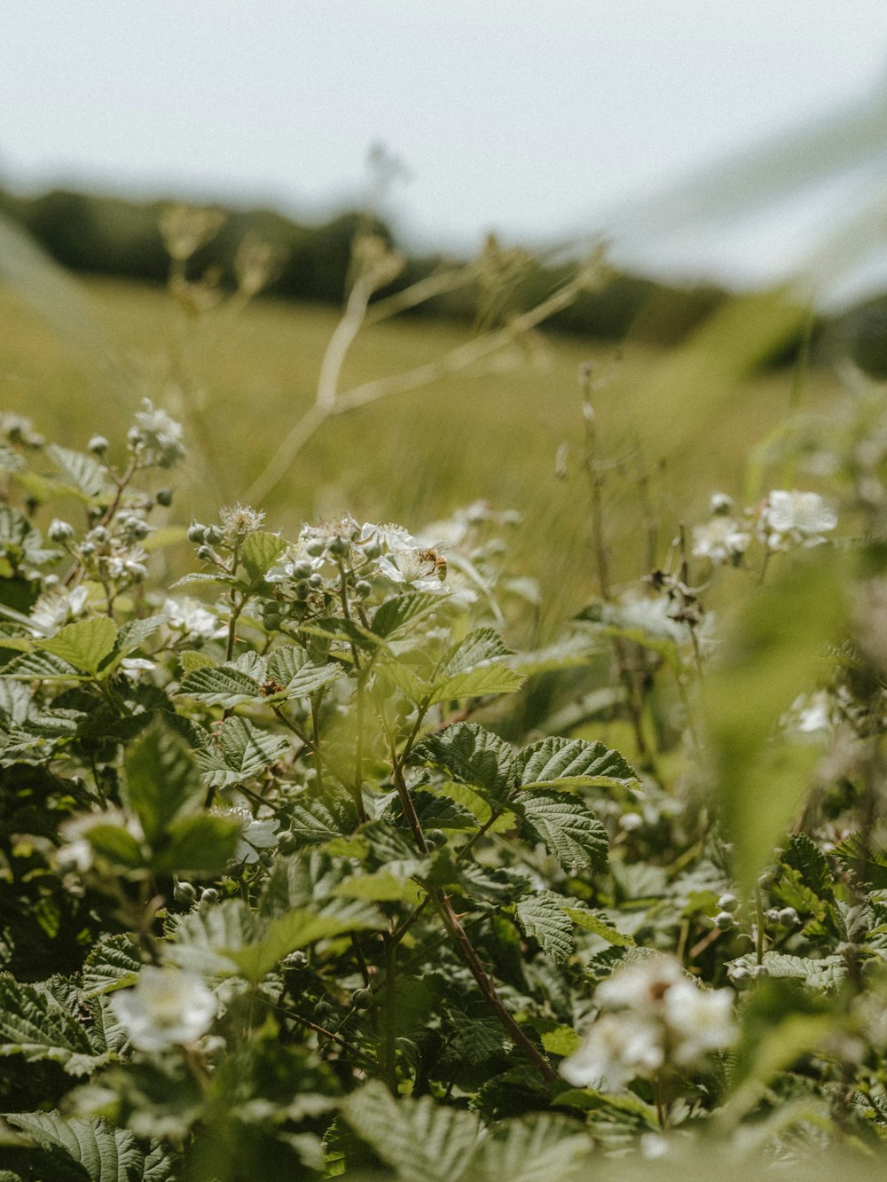 white petaled flowers