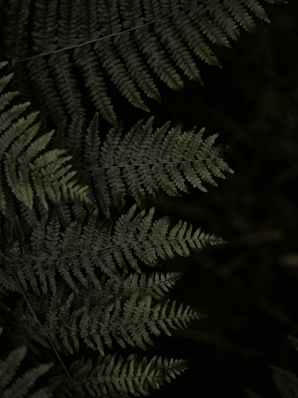 green leafed plant