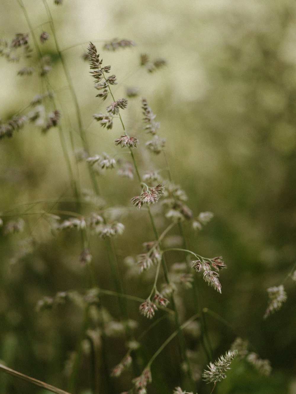 white petaled flowers