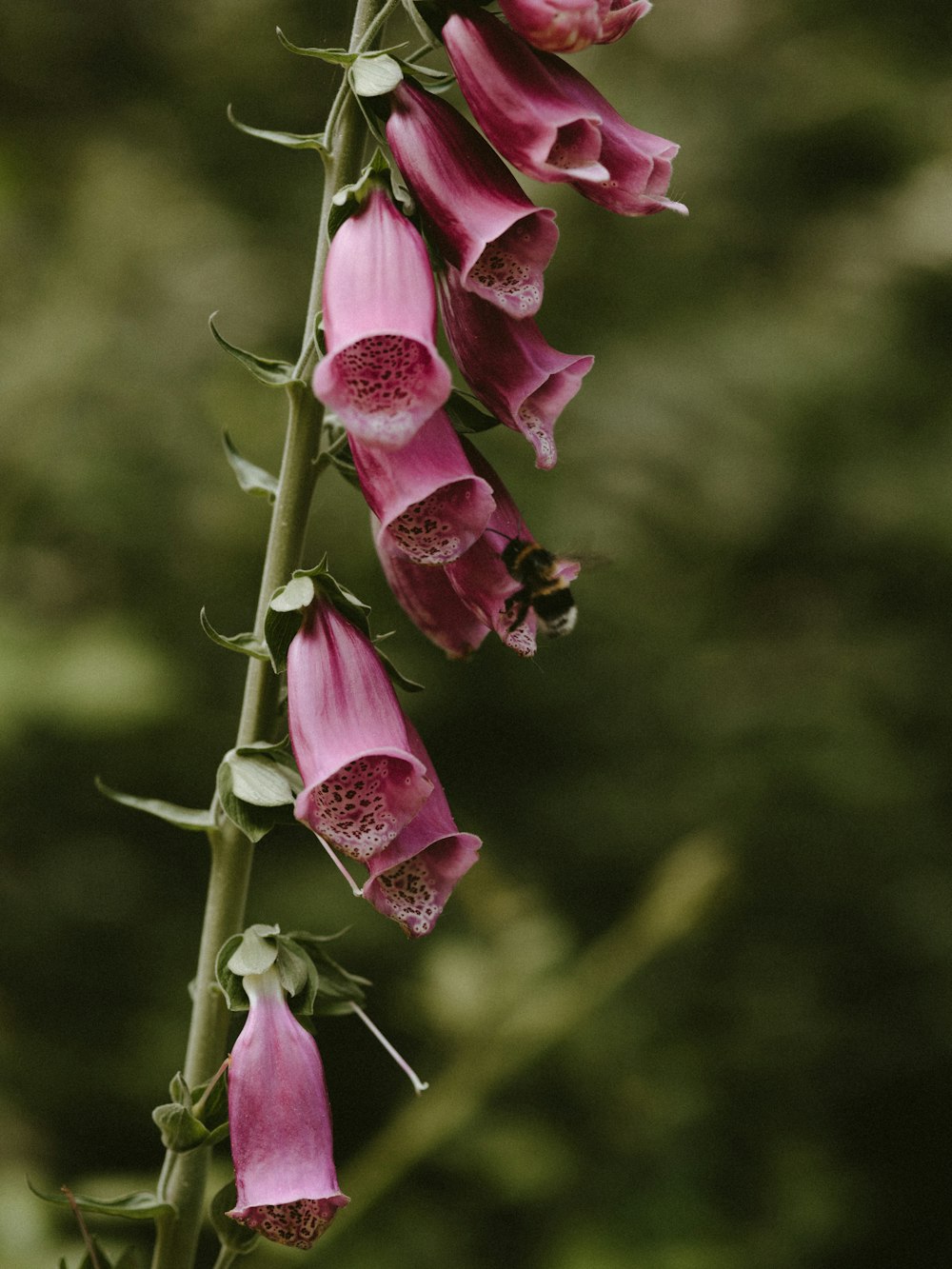 red-petaled flower