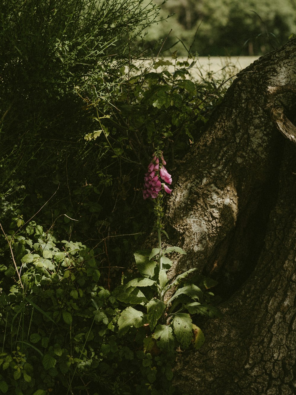 pink-petaled flower beside tree