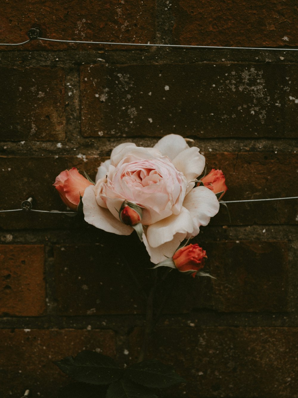 white rose flower