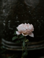 selective focus photography of white rose