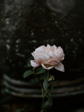 selective focus photography of white rose