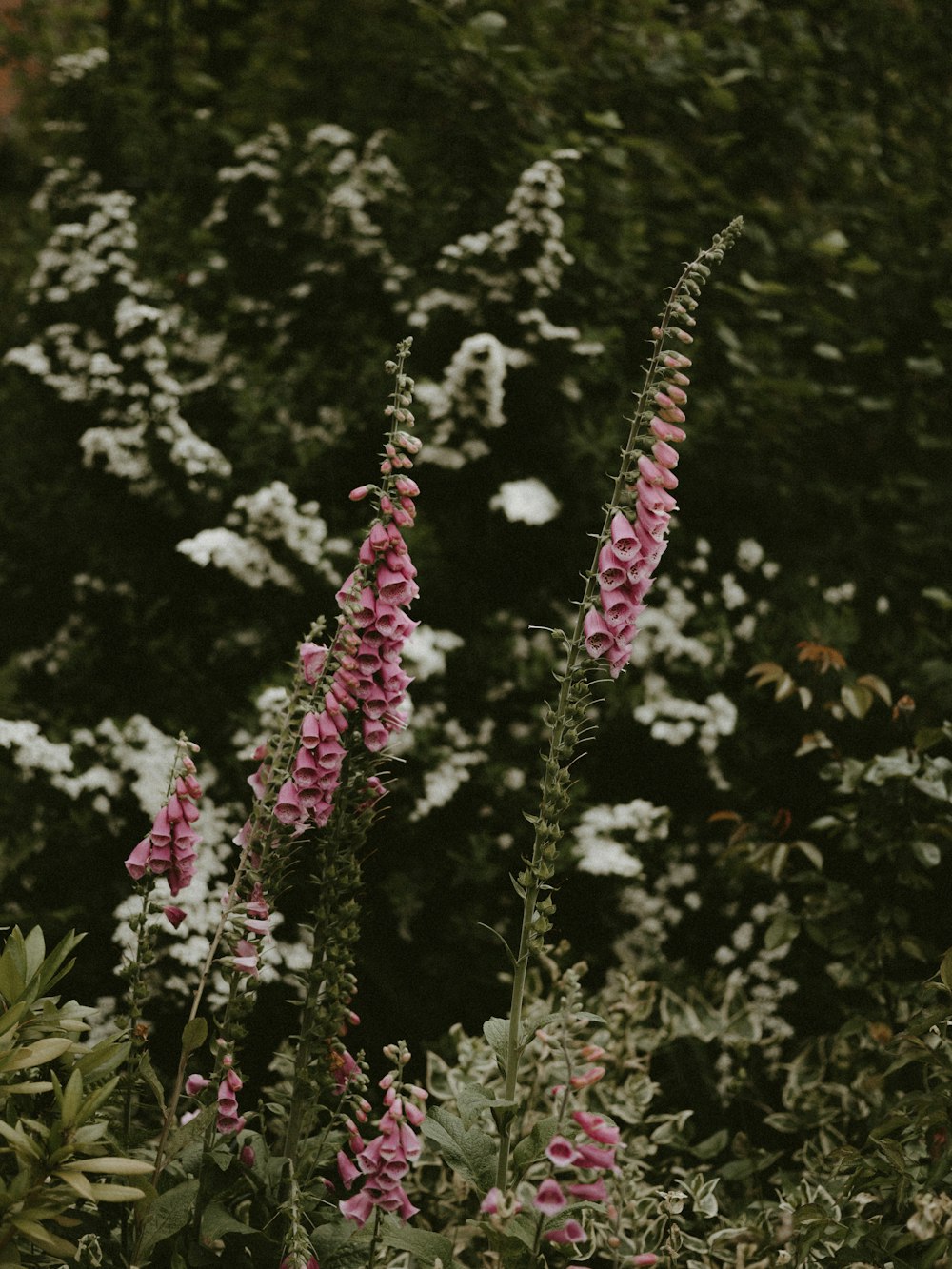 pink-petaled flowers during day