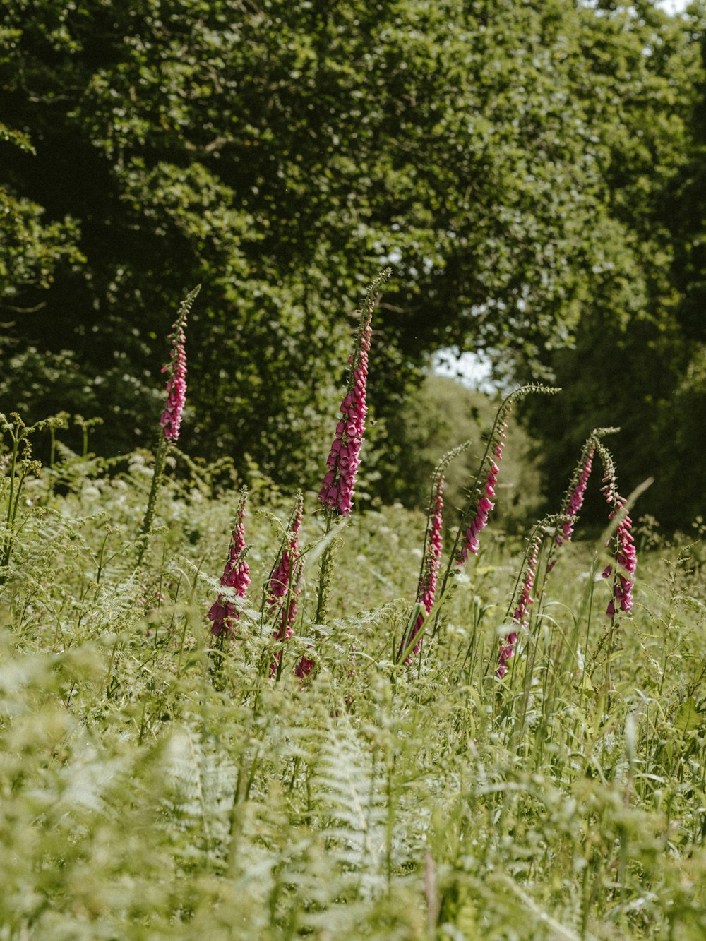 purple-petaled flower on grasses during daytime