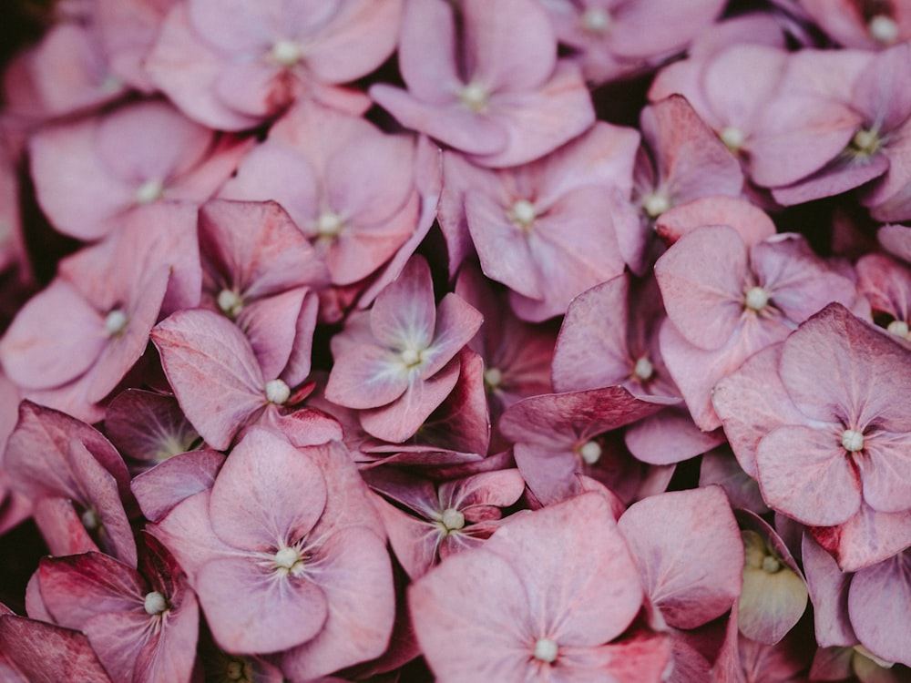 selective focus photo of pink-petaled flowers