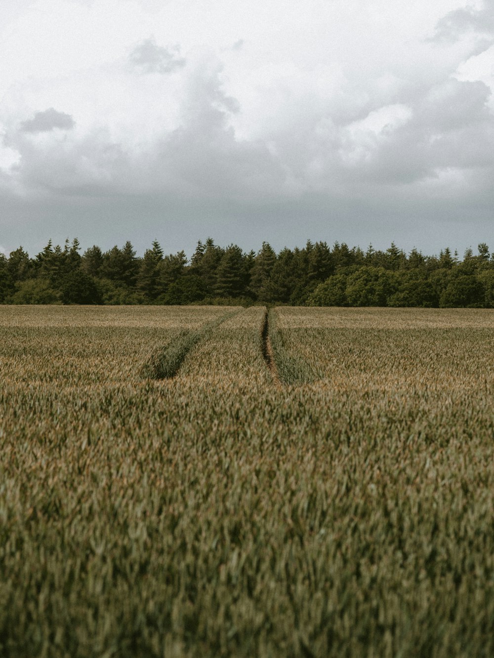 a large field of grass with trees in the background