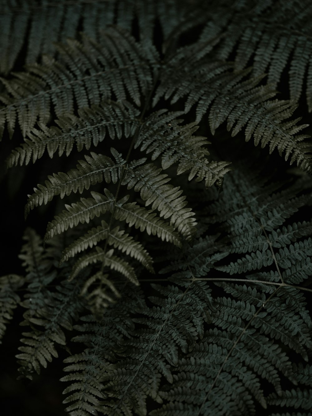 green fern in close-up photography