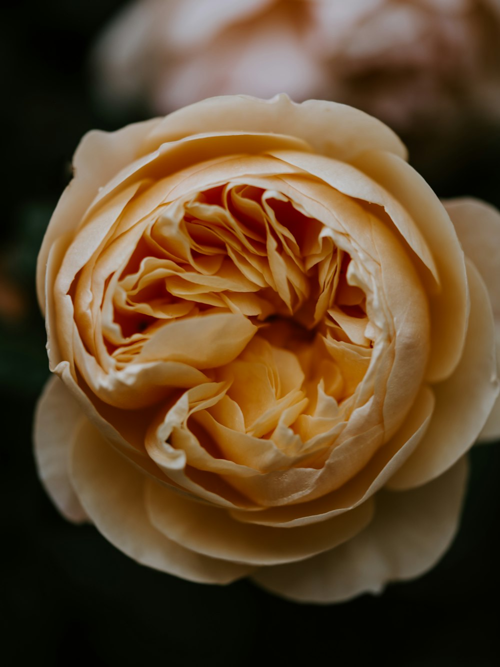 white petaled flower