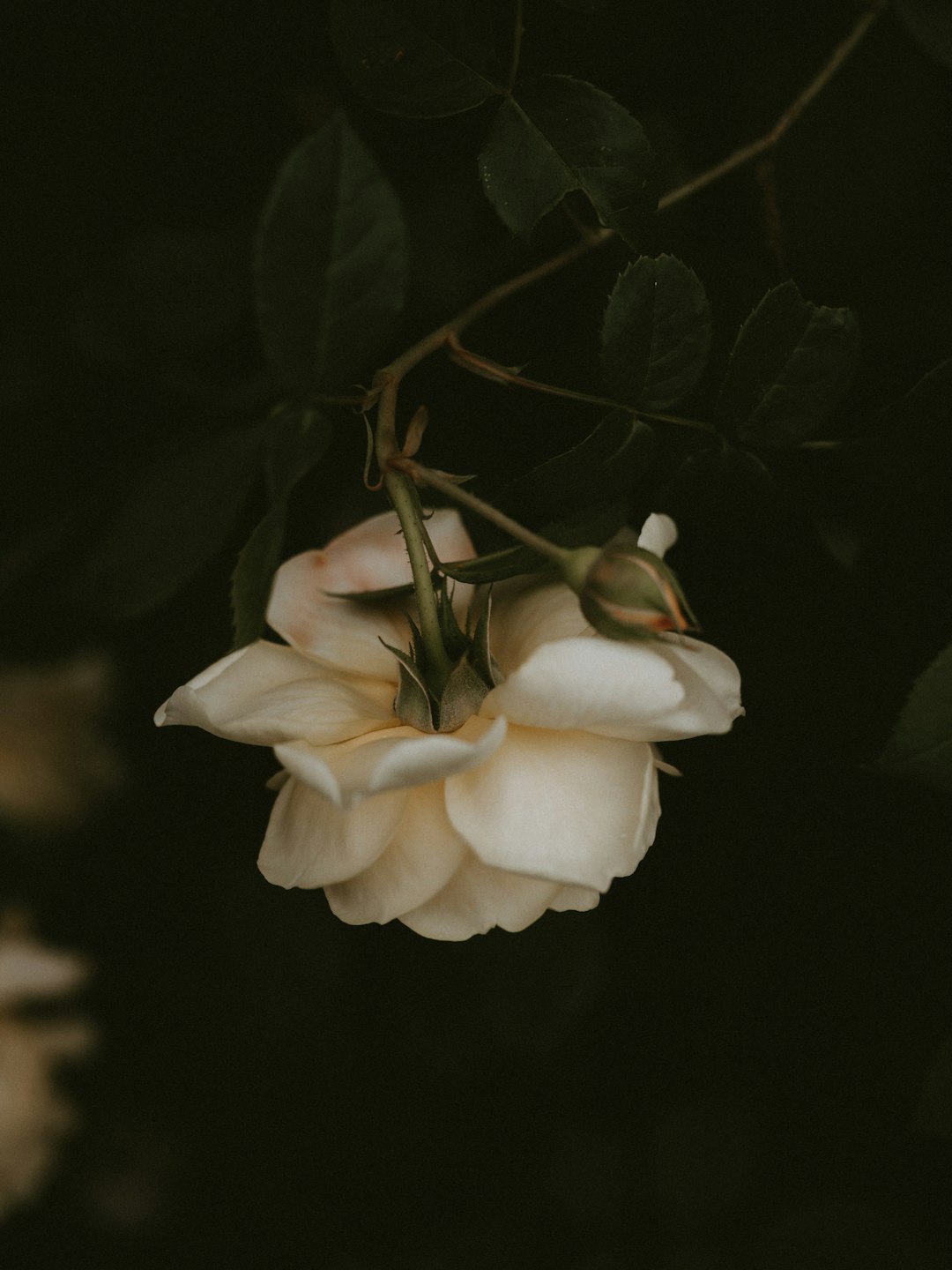 white-petaled flower