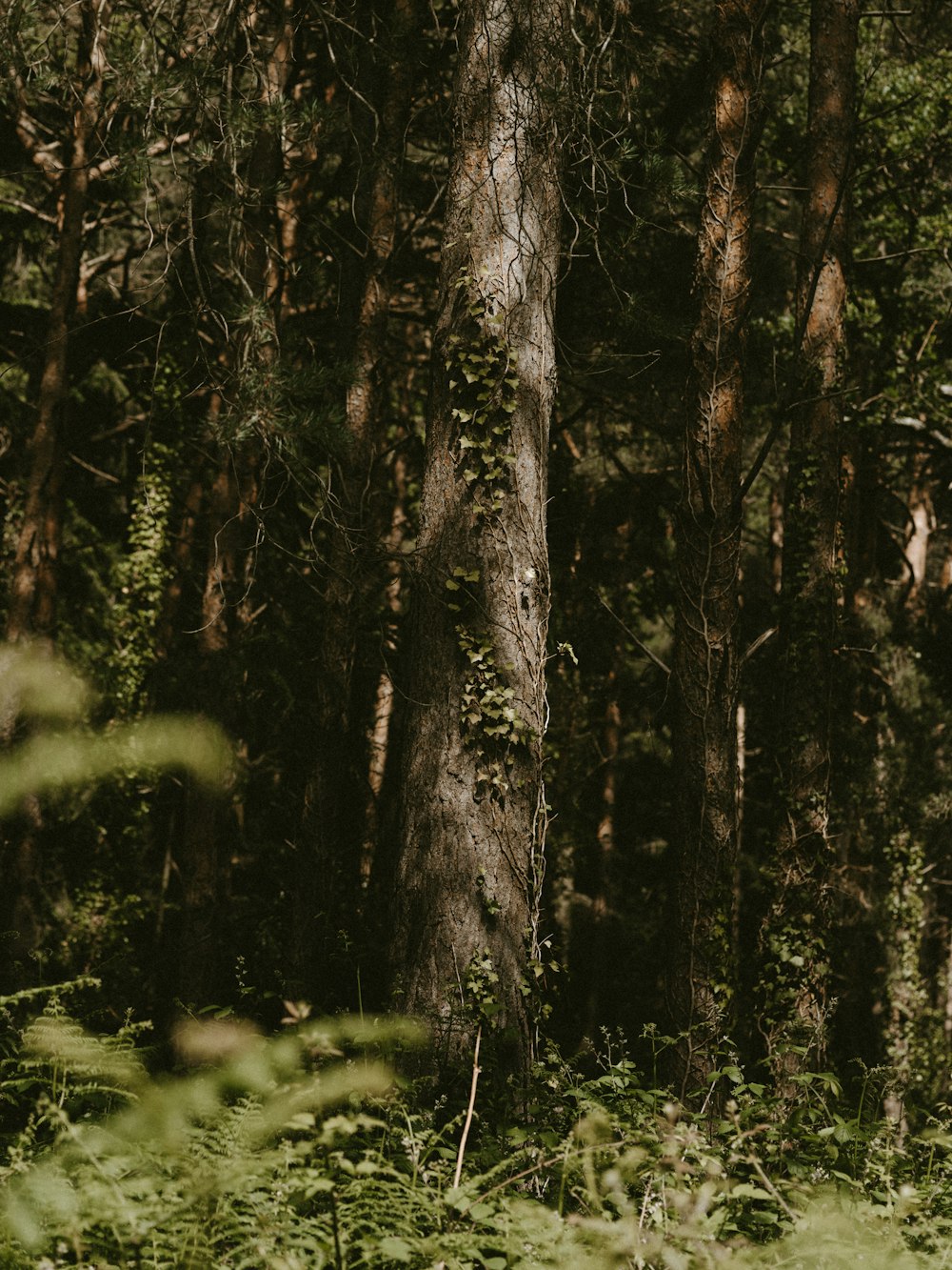 forest during day