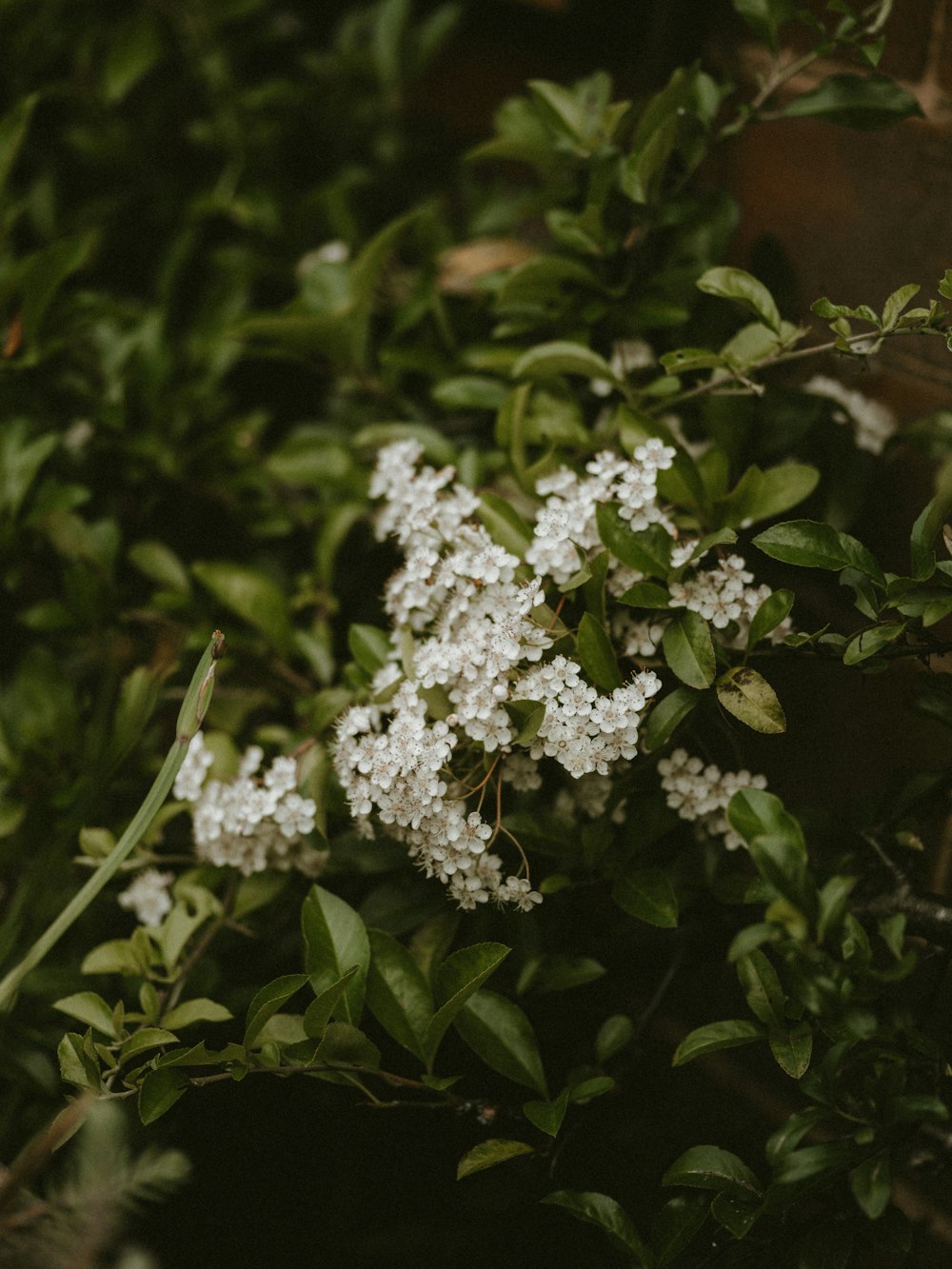 green leafed plant