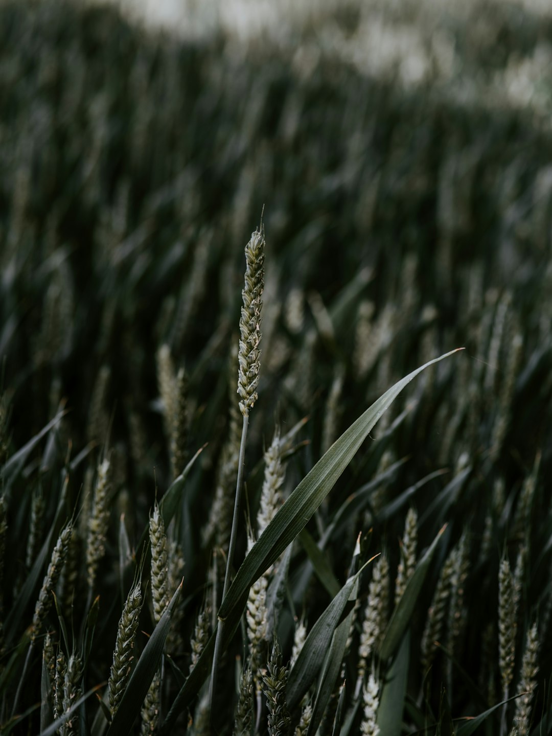 grayscale photography of wheat