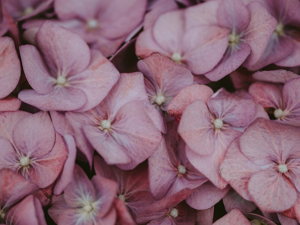 pink petaled flower close-up photography