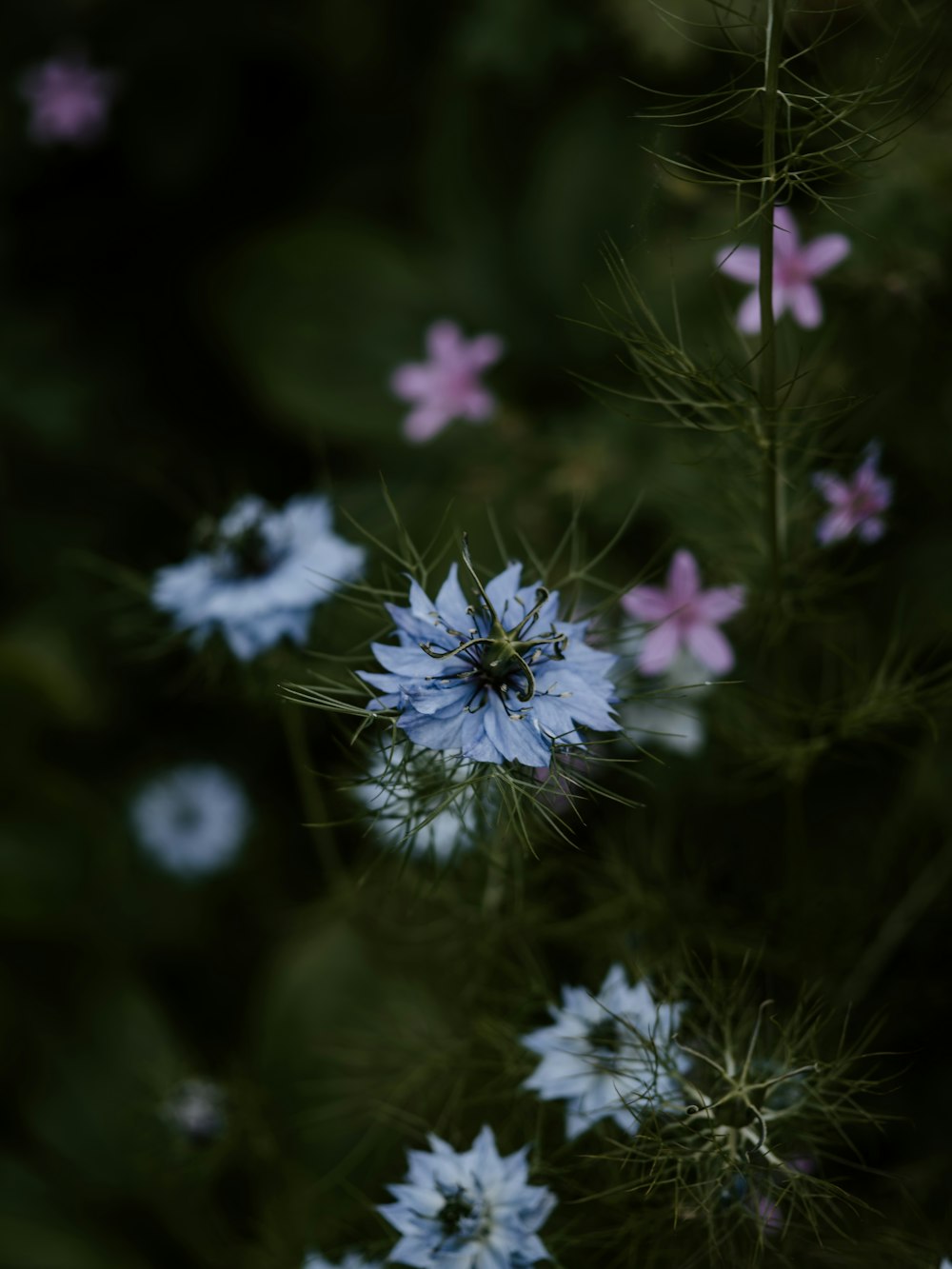 blue and pink petaled flower bloom close-up photography