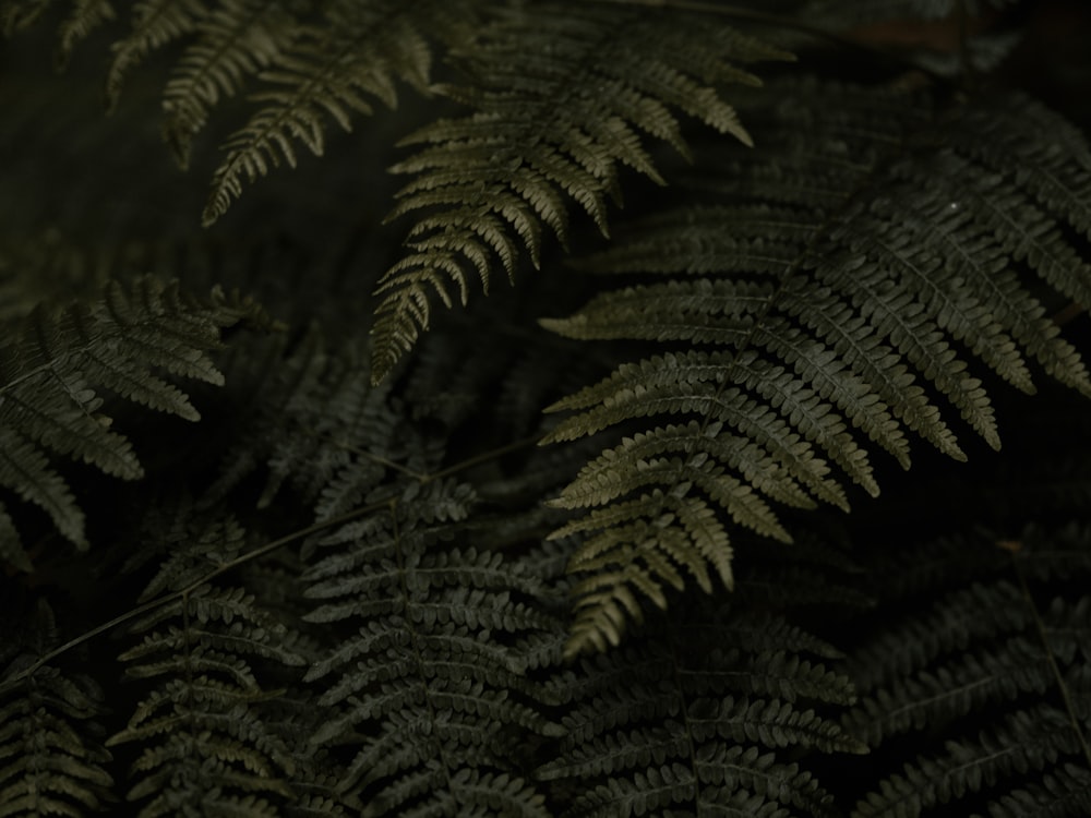 green fern plant