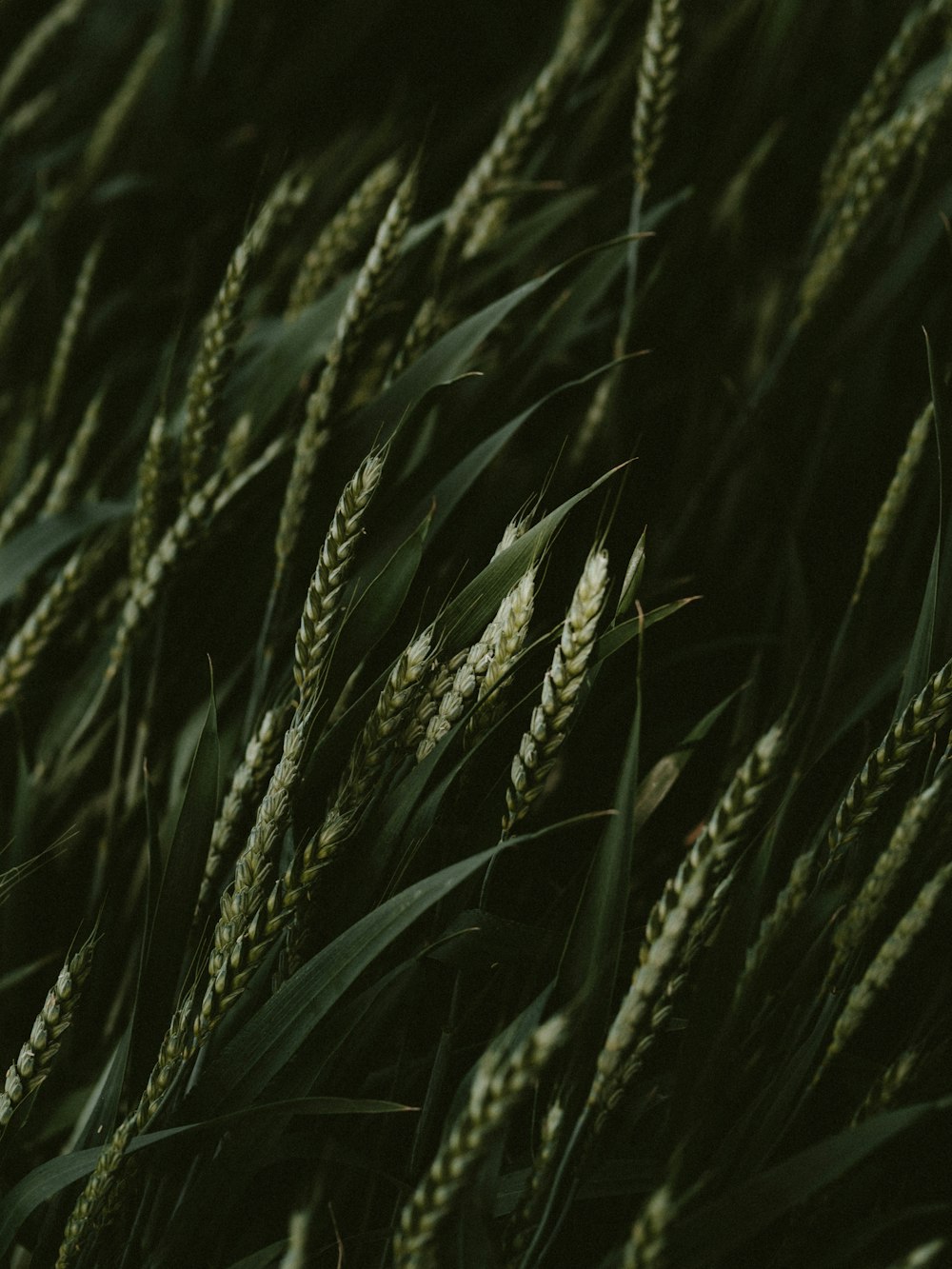緑色小麦のセレクティブフォーカス写真