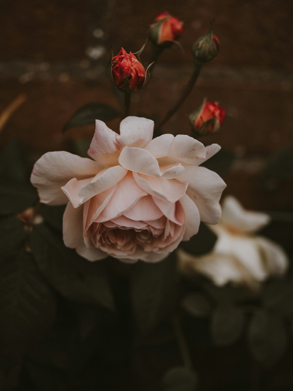 white rose flower