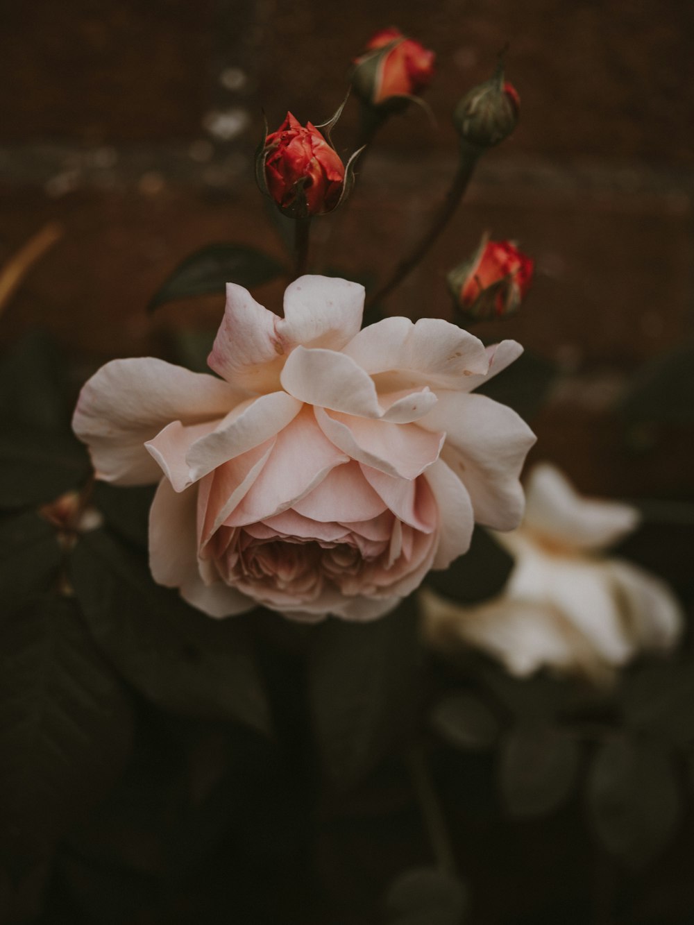 fiore di rosa bianca