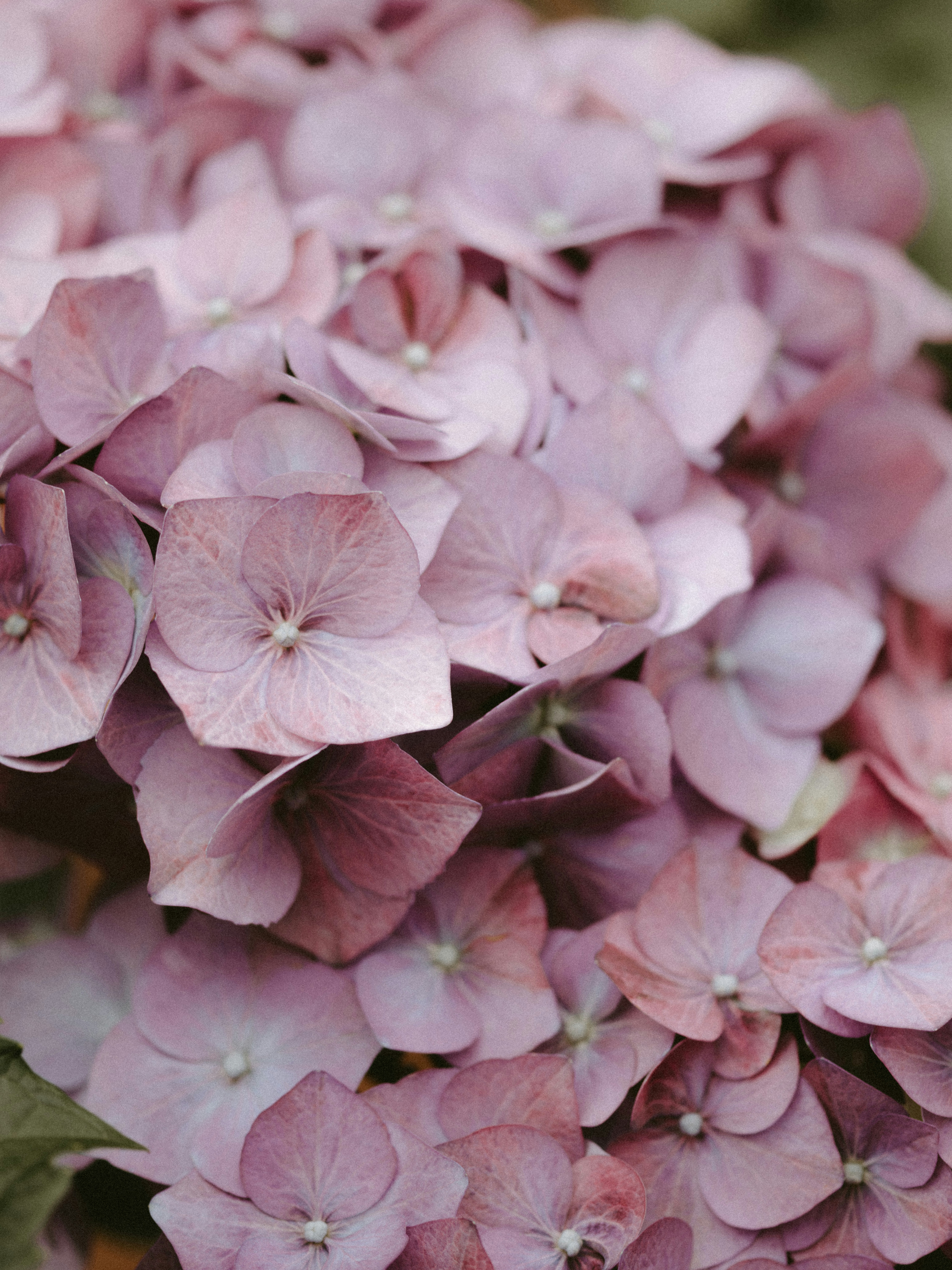 Photo by anniespratt