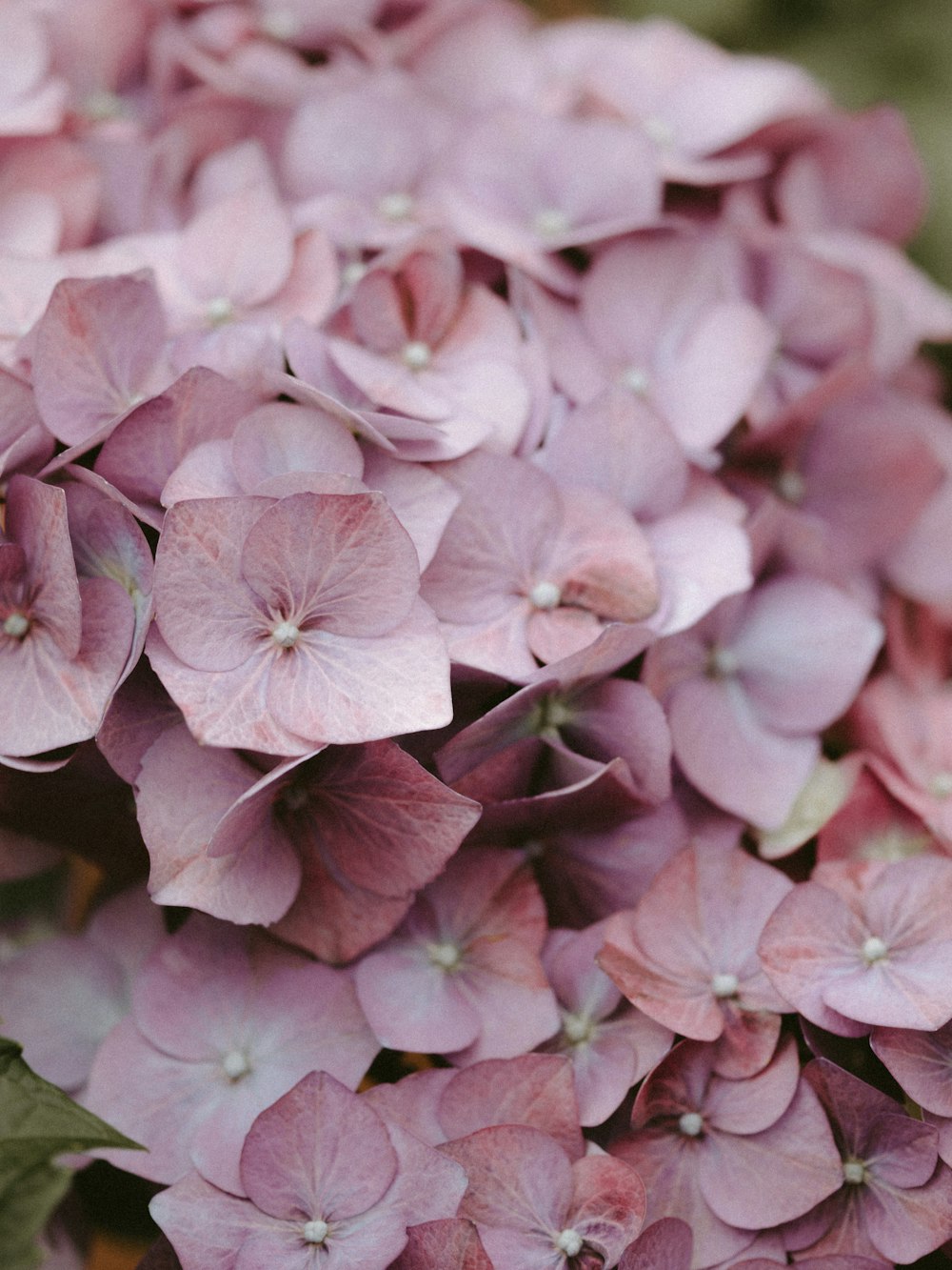 selective focus photo of pink-petaled flowers