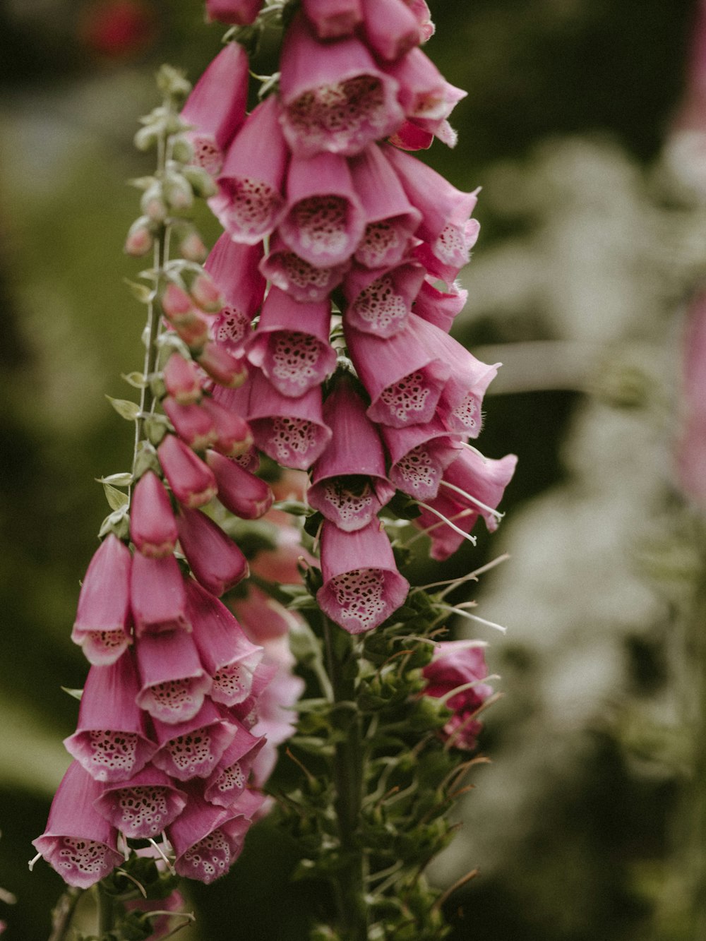 pink cluster flowers in close-up photography