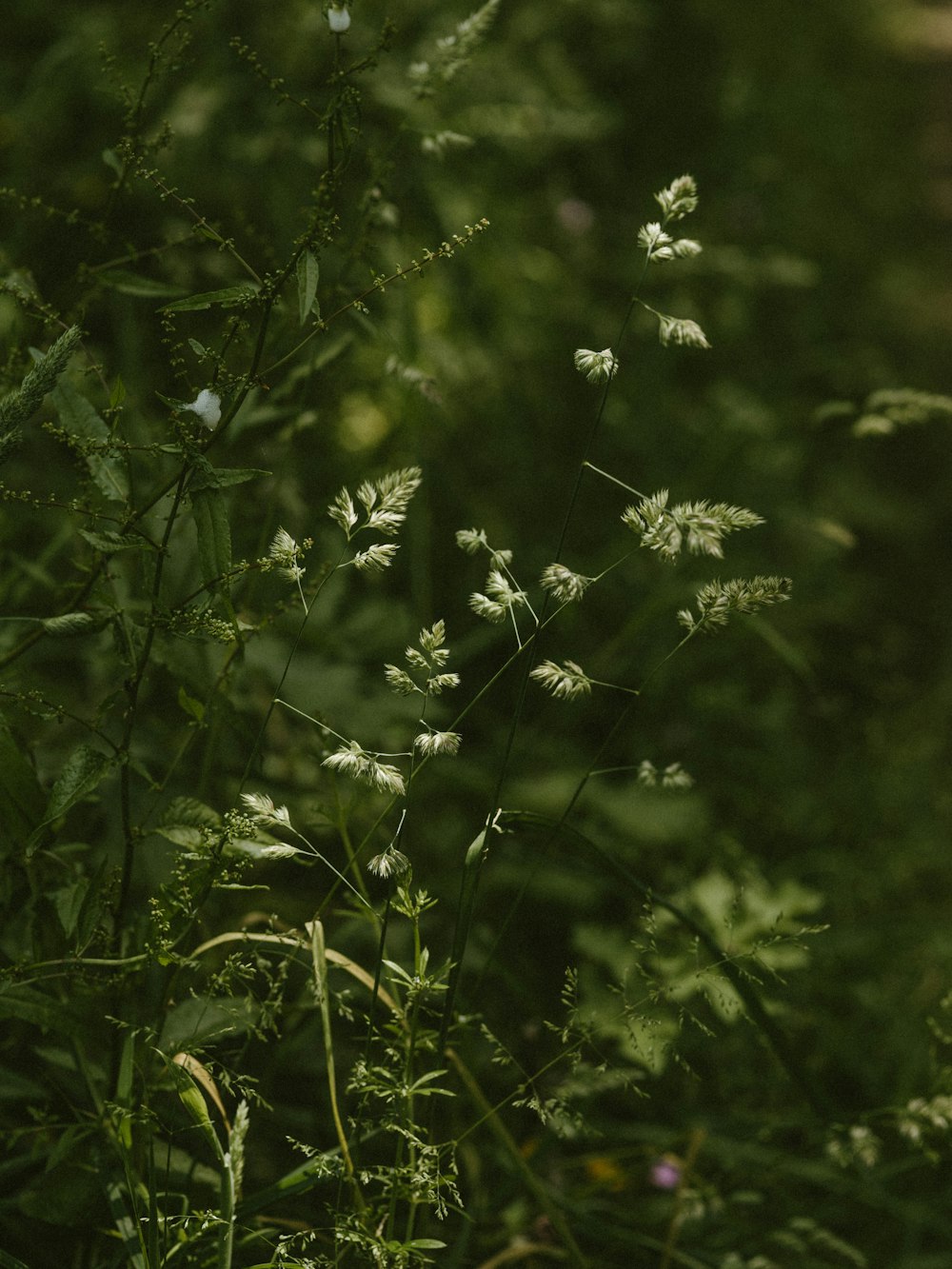 white and green plant