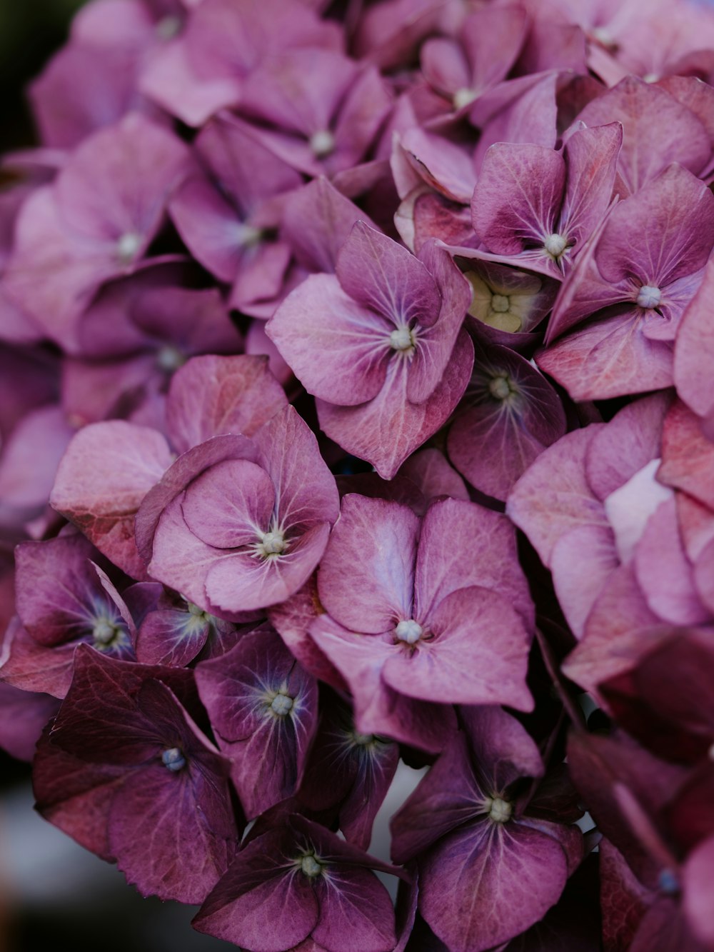 pink hydrangea