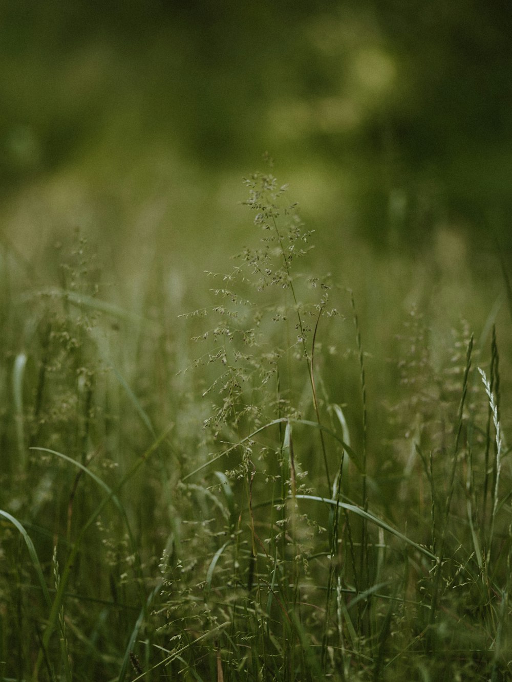 green leafed plant