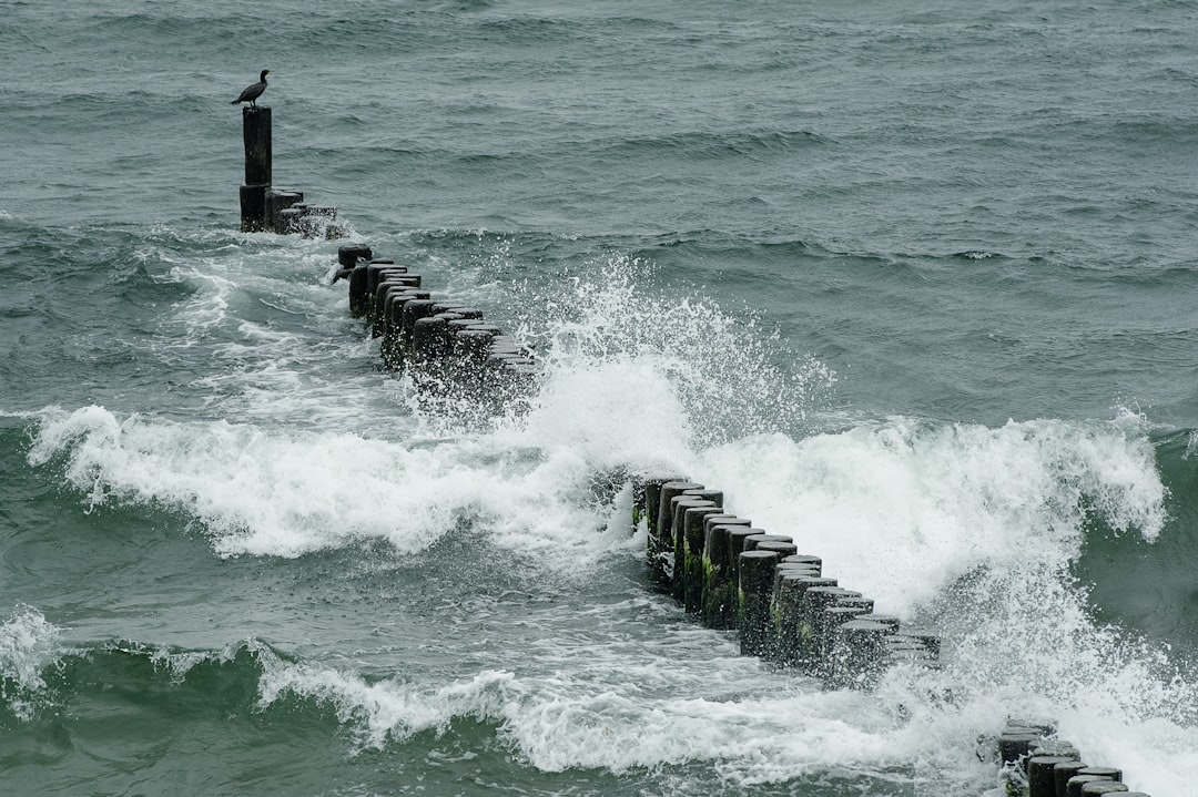 sea wave near black bird