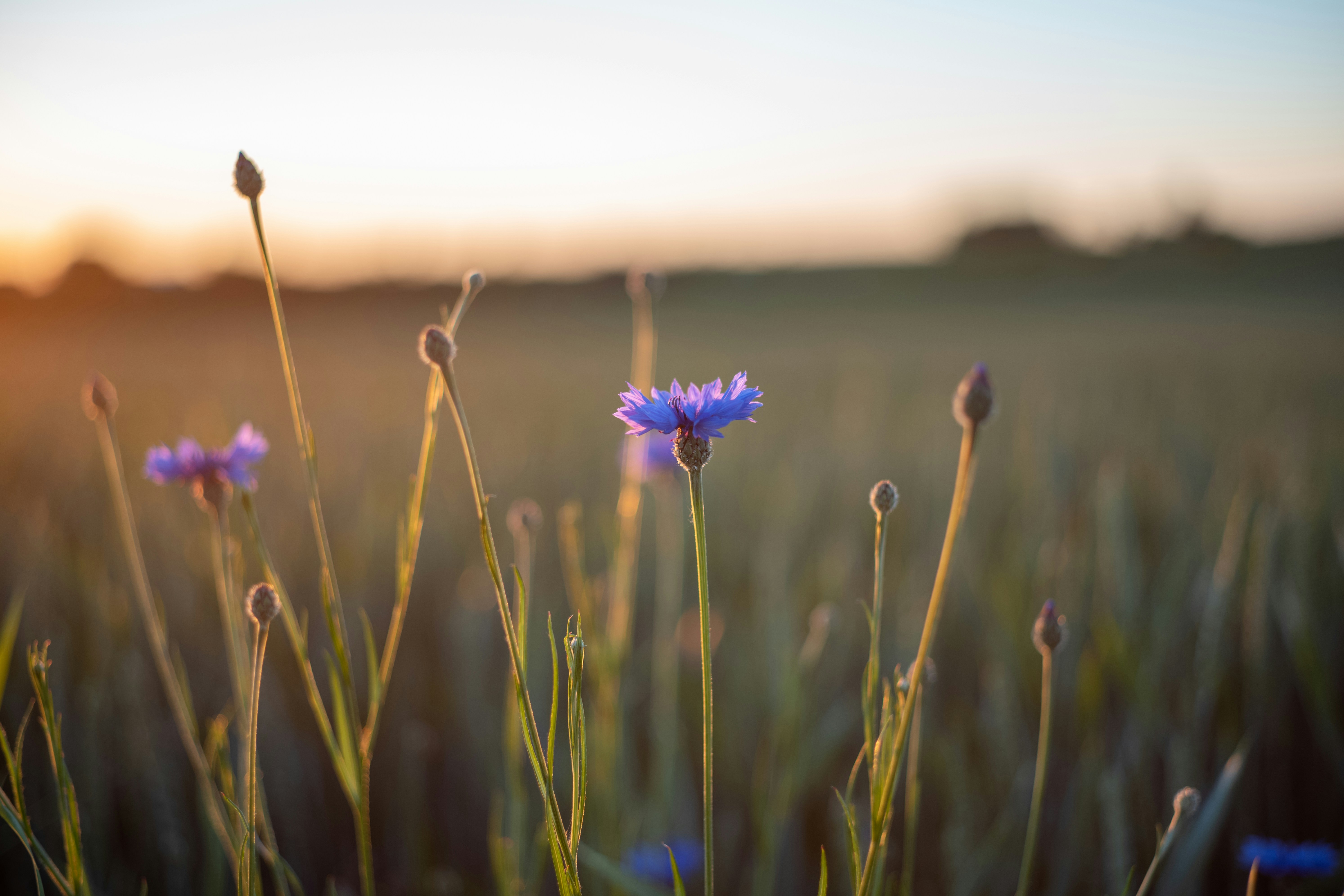 fiore dai petali viola