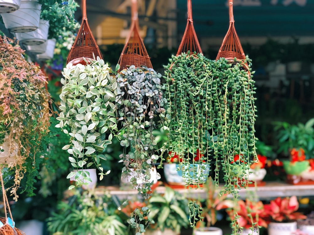 green-leafed plants