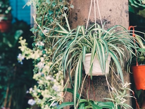 Beige Plant Hanger